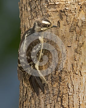Female downy woodpecker Dryobates pubescens clinging to a tree