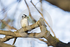 Female downy woodpecker (Dryobates Pubescens) perched on a branch