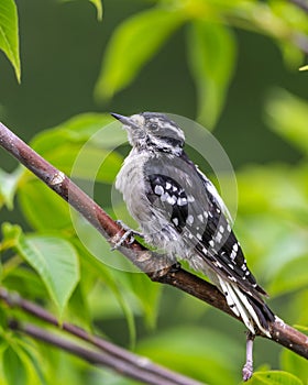 Female Downy Woodpecker (Dryobates pubescens) on a Tree Branch