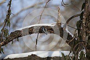 Female Downy Woodpecker Foraging