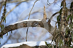 Female Downy Woodpecker Foraging
