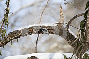 Female Downy Woodpecker Foraging