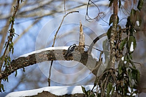 Female Downy Woodpecker Foraging in the Snow