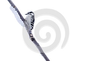 Female Downy Woodpecker Perched on a Bare Branch Covered with Snow #2