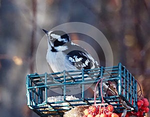 Female Downy Woodpecker Or Picoides Pubescens