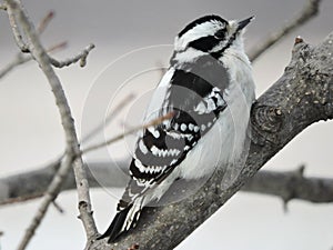 Female Downy Woodpecker sitting on a Branch