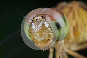 A female dragonffly, Neurothemis fluctuans