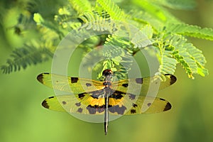 Female dragonflies