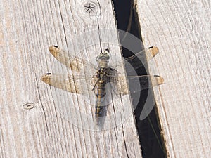 Female dragonfly Scarce Chaser or Libellula fulva macro on wooden plank, selective focus, shallow DOF
