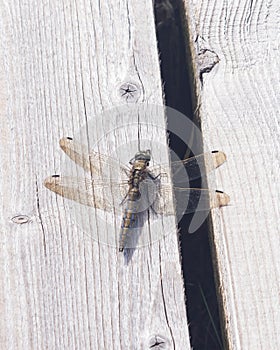 Female dragonfly Scarce Chaser or Libellula fulva macro on wooden plank, selective focus, shallow DOF