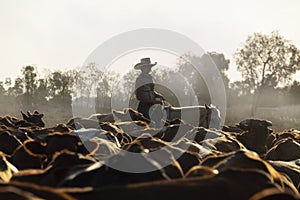 Female drover herding cattle