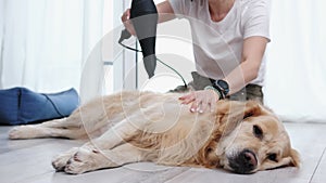 Female Drying Golden Retriever Dog Using Hairdryer