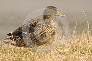 Female Duck