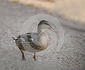 Female duck