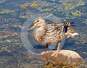 Female duck