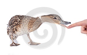 Female duck