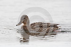 Female duck