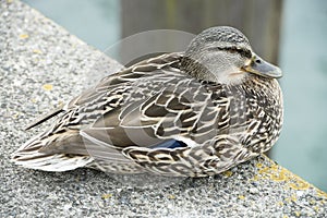 Female Duck