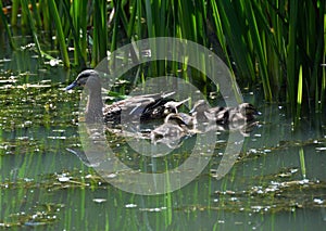 Female duck