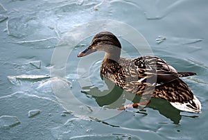 Female duck-5