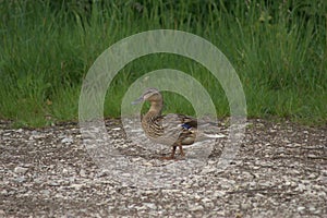 A female duck Common duck, Anas platyrhynchos showing its distinctive camouflage and looking for stones to swallow photo