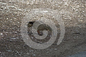 A female duck Common duck, Anas platyrhynchos swallowing small limestone rocks photo