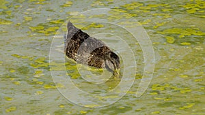 Female duck drinking in a pond covered in green slime, on a hot summer day