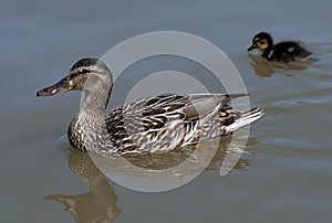 Female duck and ducking