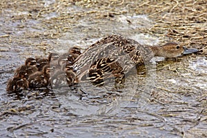 Female duck and ducklings