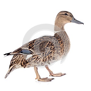 Female duck