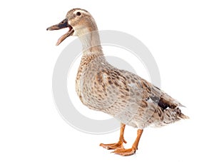 Female duck