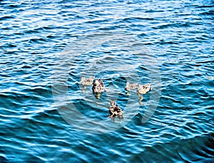 Female Duck And Hatchlings Swimming In Big Bear Lake