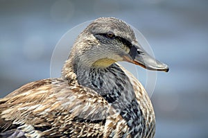 Female duck head closeup