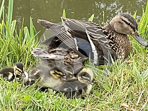 Female duck and her little ducklings