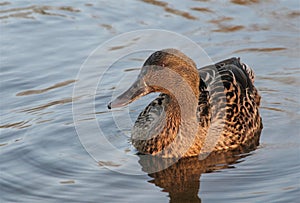 Female duck on lake