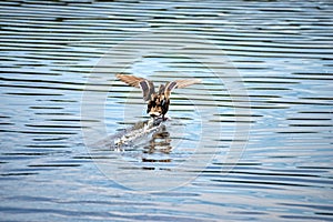 Female duck lands in the middle of the lake