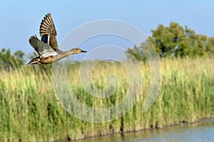 Female duck mallard in flight