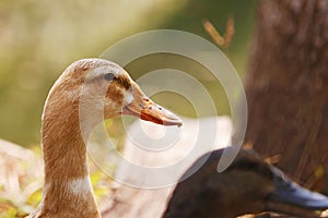 Female duck neck in close up with green gras background