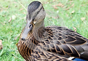 Female Duck in Nottingham