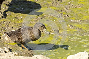 Female duck in a pond covered in green slime, on a hot summer day