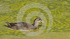 Female duck in a pond covered in green slime, on a hot summer day