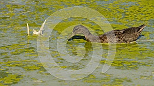 Female duck in a pond covered in green slime, on a hot summer day