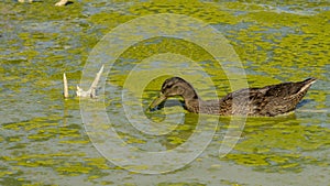 Female duck in a pond covered in green slime, on a hot summer day