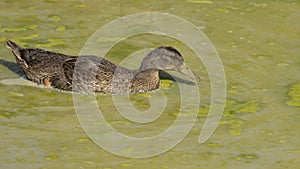 Female duck in a pond covered in green slime, on a hot summer day