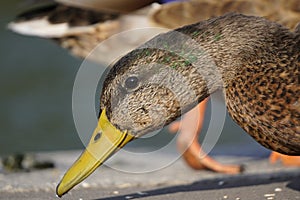 Female duck portrait closeup on blurred natural background. wild duck on city lake on warm summer day