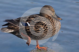 Female duck posing in balance on a stone