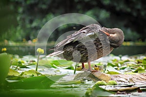 The female duck preening its feathers standing on a log. Duck in the pond, cleans the wing of the beak