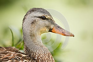 Female Duck Profile With Green Plantlife in the Background