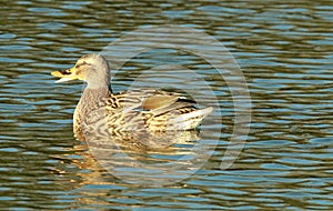 Female duck quacking whilst swimming