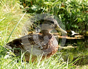 Female duck on the shore